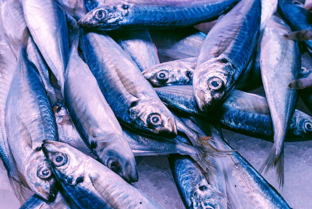 Mackerel fish