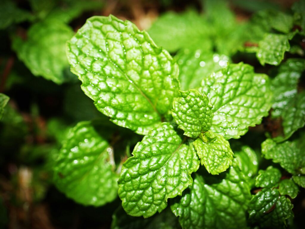 Vibrant close-up view of fresh mint leaves, showcasing their vibrant texture and color.